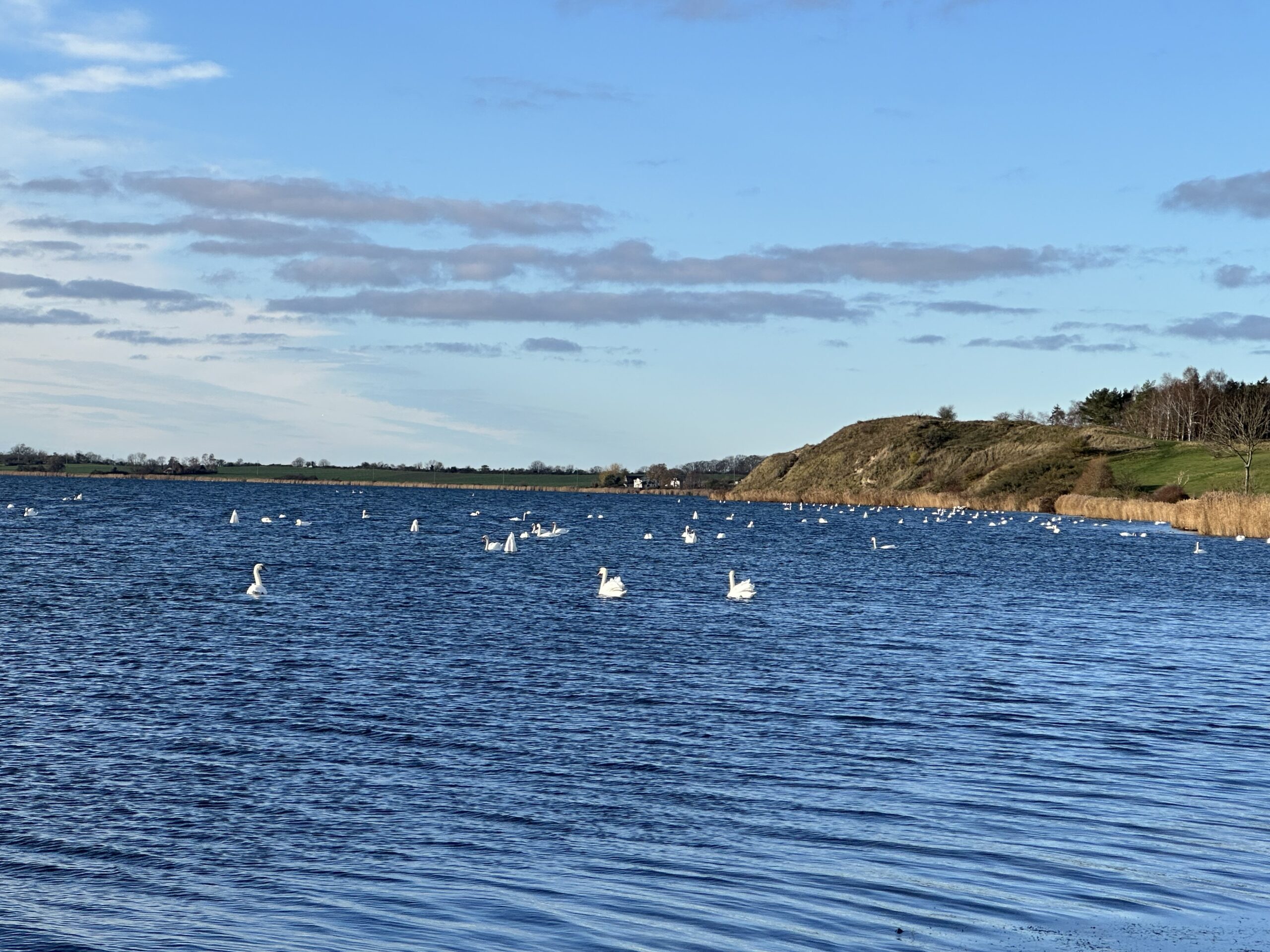 Möchgut