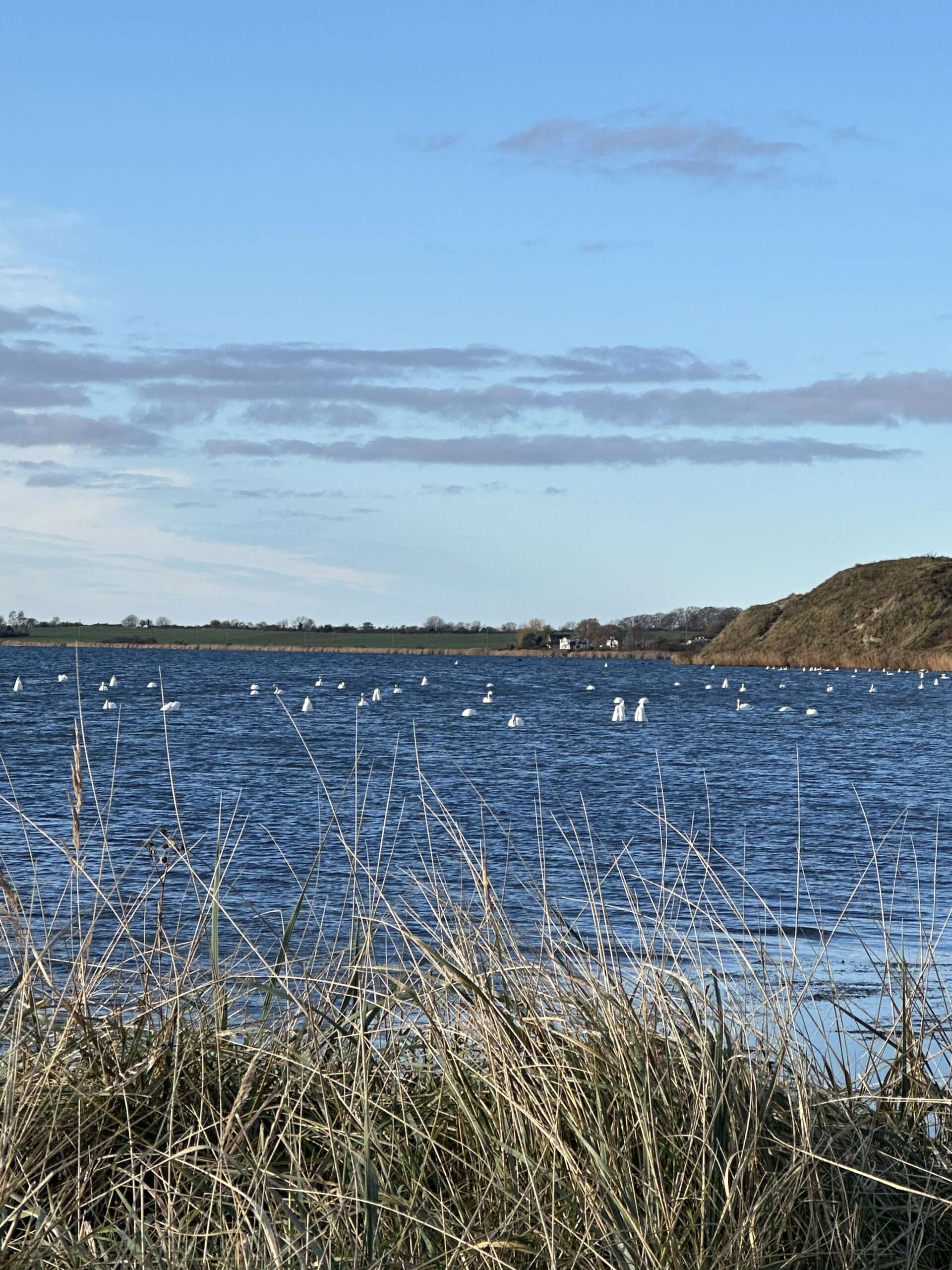Möchgut